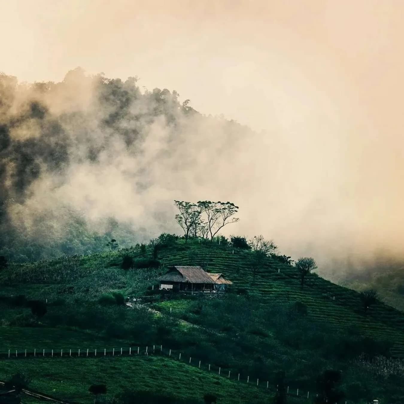 Interesting experience in Moc Chau plateau