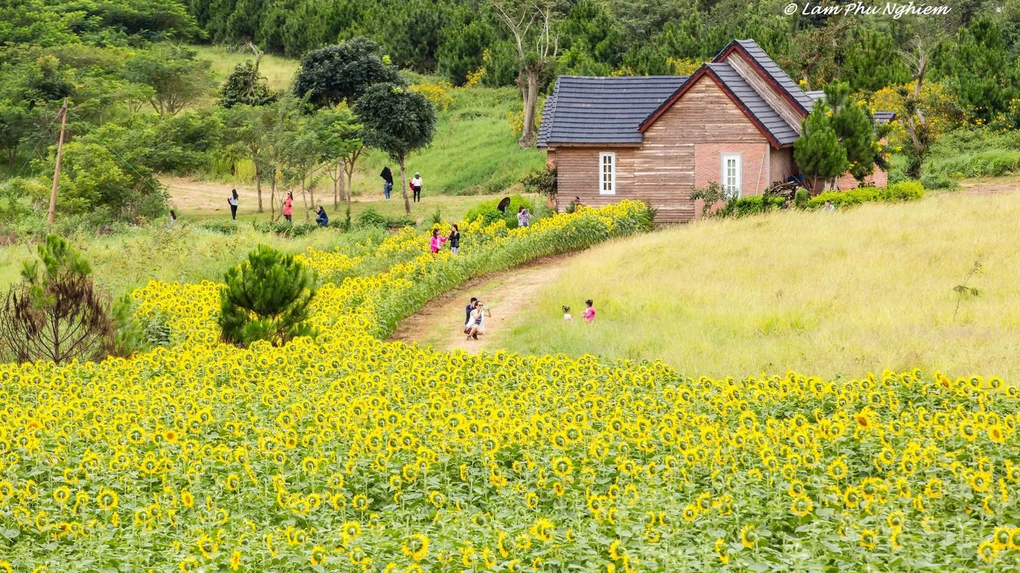 Brilliant sunflower garden at Cau Dat Farm, Da Lat