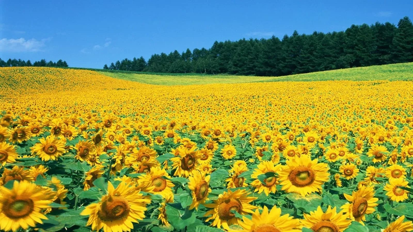 Nghe An Sunflower Field: A Brilliant Flower Paradise  