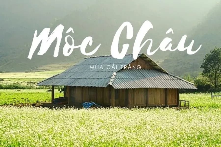 The beauty of white mustard flower fields in Moc Chau, Son La