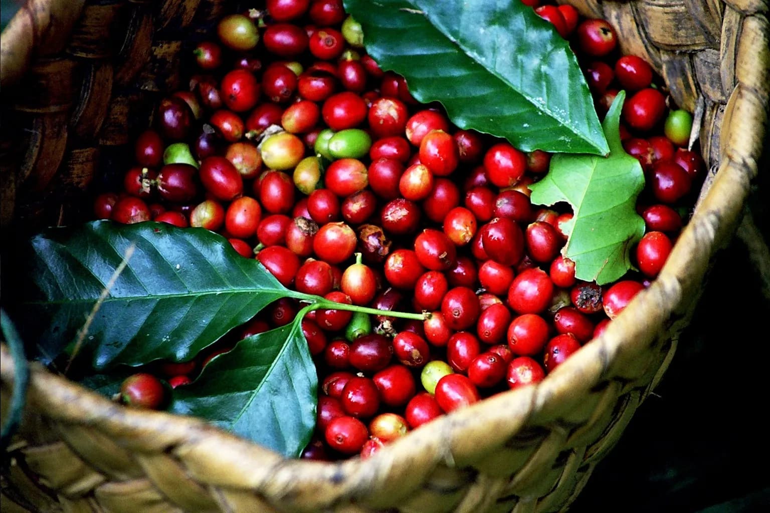 Coffee Tea: Intoxicating Flavor - Unexpected Health Benefits