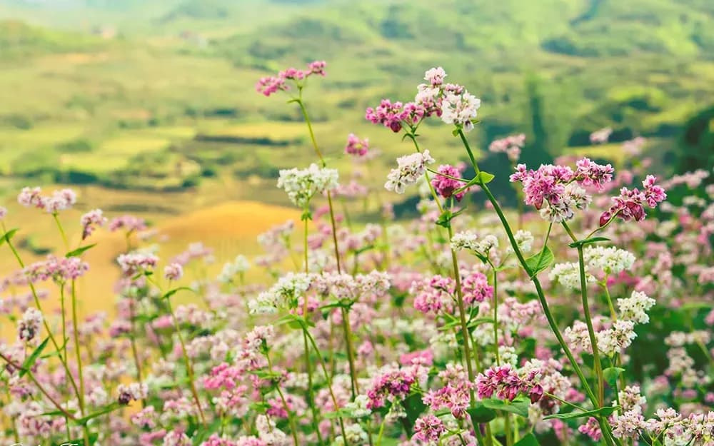 The brilliant beauty of Ha Giang plateau in buckwheat flower season