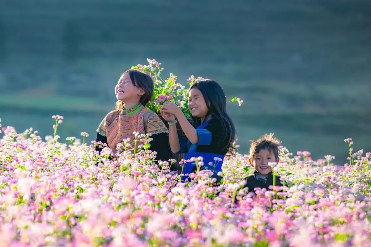 Don't miss the buckwheat flower season in Ha Giang