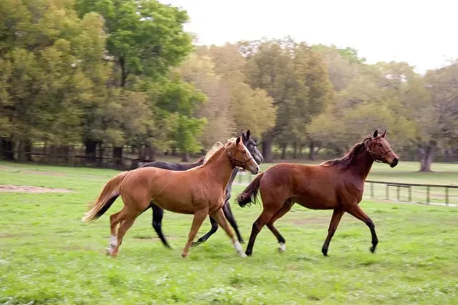 Ba Van Horse Farm - Cool Green Grassland in the Heart of Thai Nguyen