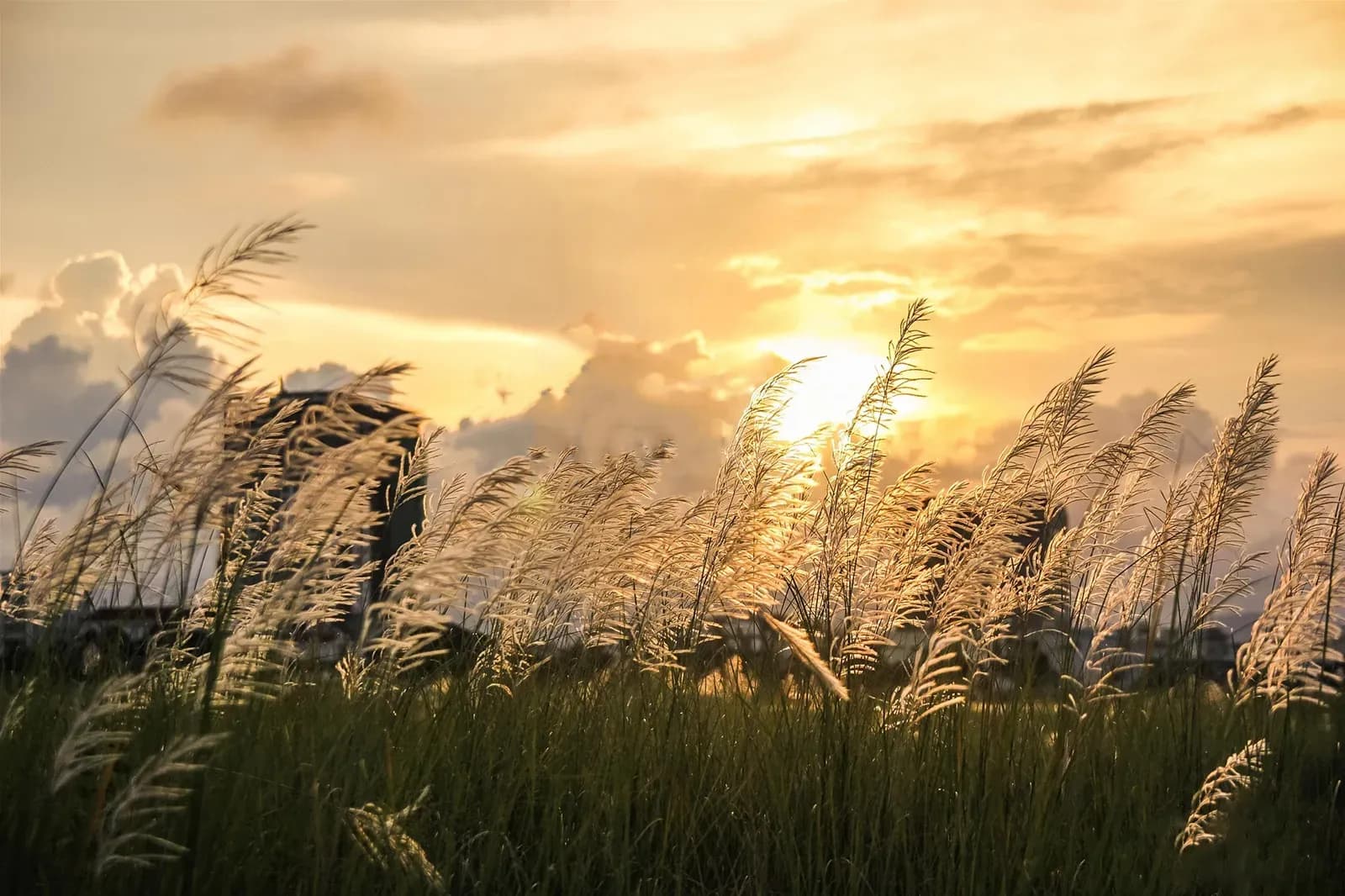 Da Nang reed fields: Attractive beauty in late autumn  