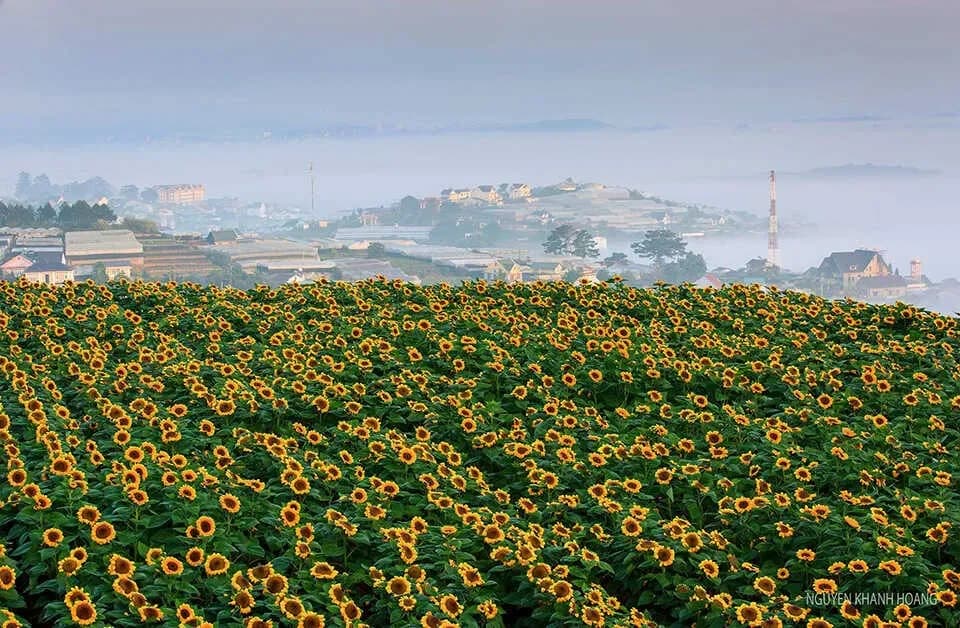 The brilliant beauty of Dalat sunflower fields