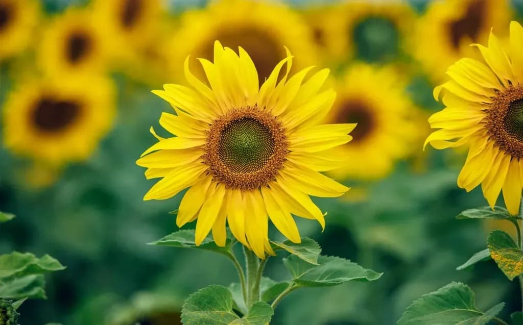 Sunflowers in full bloom with bright and vibrant yellows.