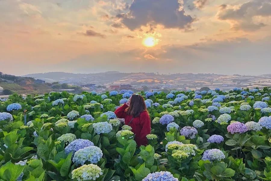 Hydrangea Fields in Da Lat: Unforgettable Gentleness  