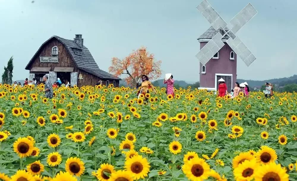 The poetic beauty of sunflower fields, Bac Giang