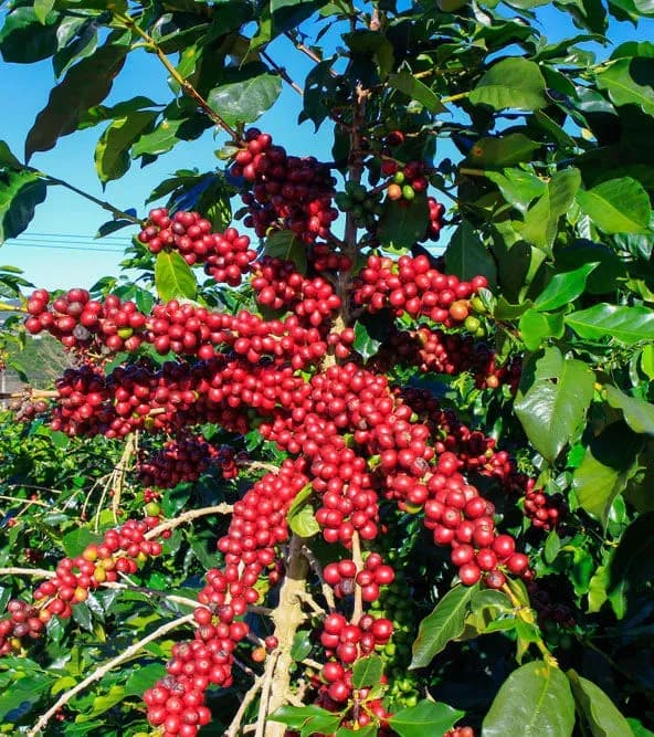 Robusta Coffee