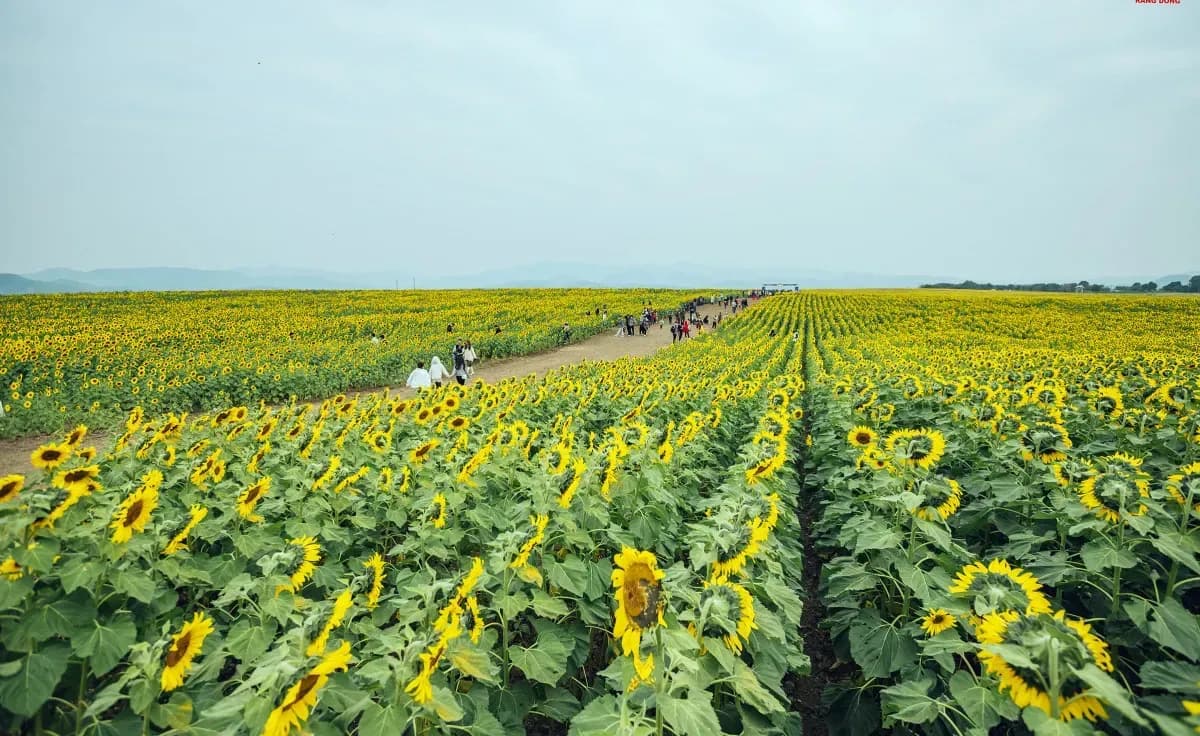 The beauty of Hai Duong sunflower fields