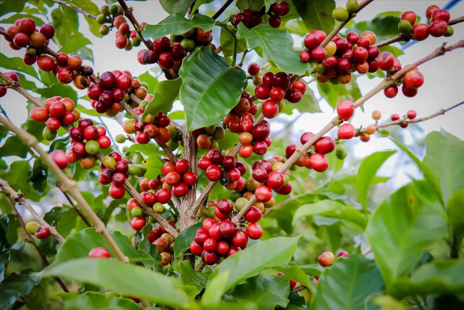 Coffee Tea: The Delicate Flavor of the Vietnamese Highlands  