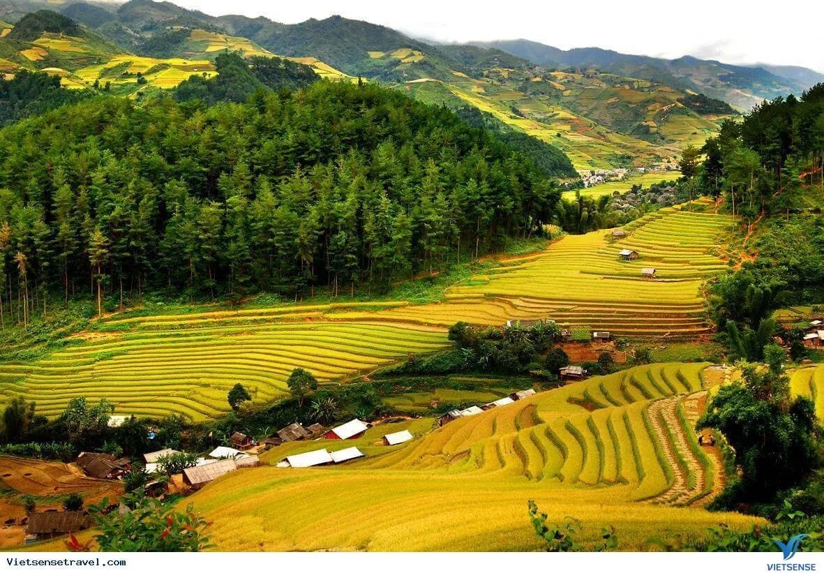 Experience the ripe rice season in Pu Luong