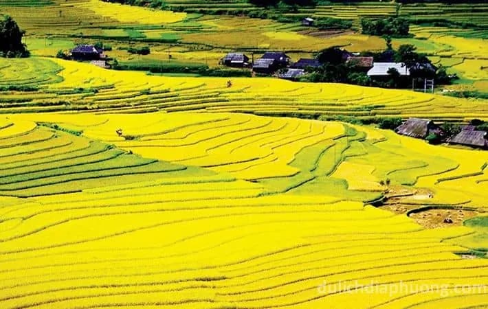 Stroll to Muong Thanh Field to see the golden harvest season
