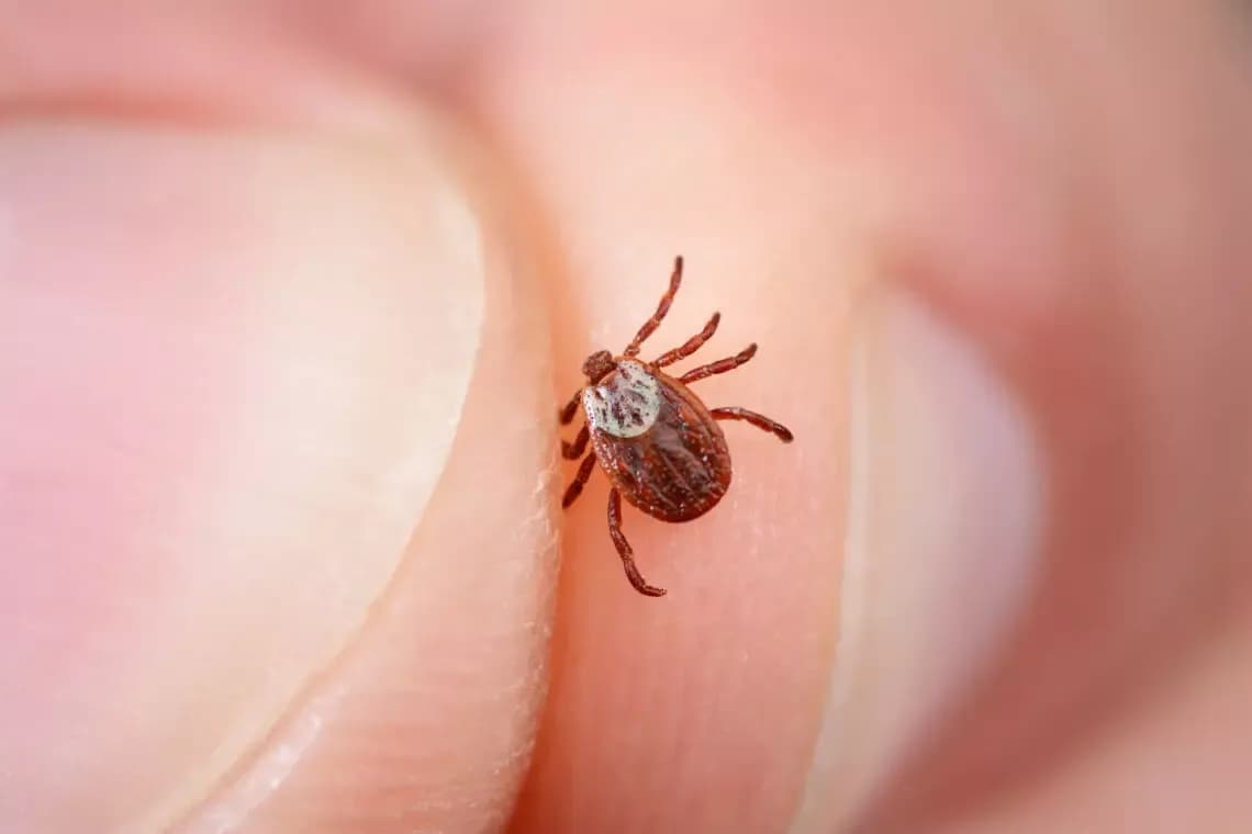 Comprehensive Guide to Identifying and Testing for Ticks