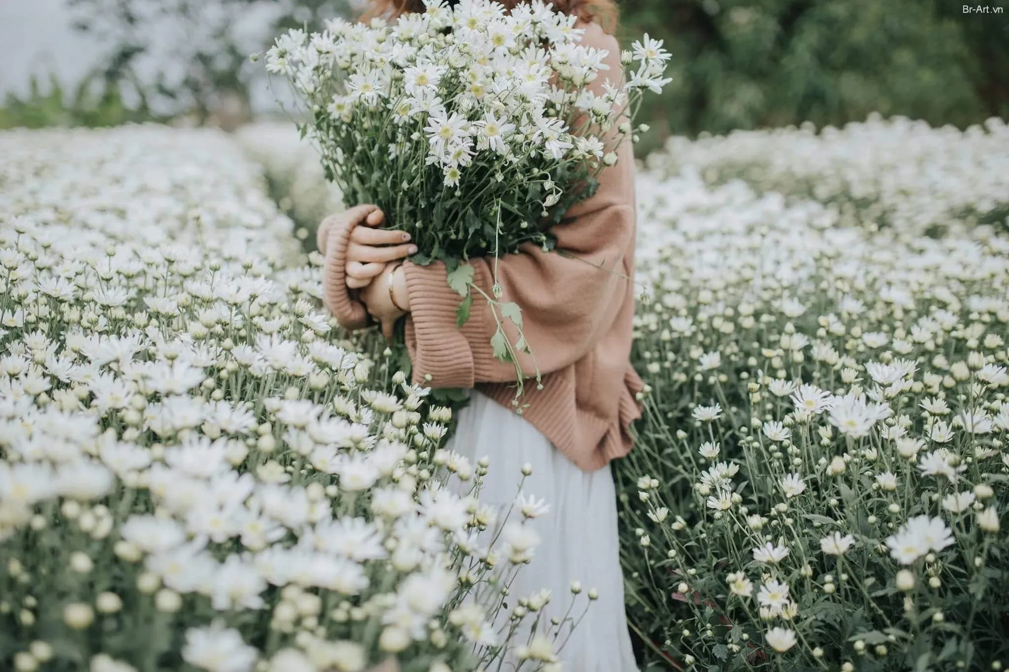 A person holds a bouquet of daisies amid a field of white flowers.