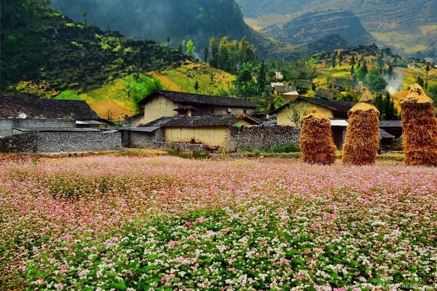 Buckwheat flower field glowing brightly amid Ha Giang's mountains.