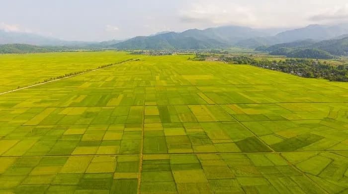 canh-dong-muong-thanh-buc-tranh-lua-dong-lon-nhat-tay-bac_canh-dong-muong-thanh-8.jpg