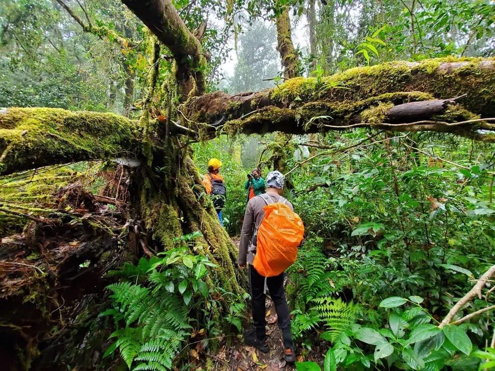Experience waterfall crossing and jungle trekking in Da Lat