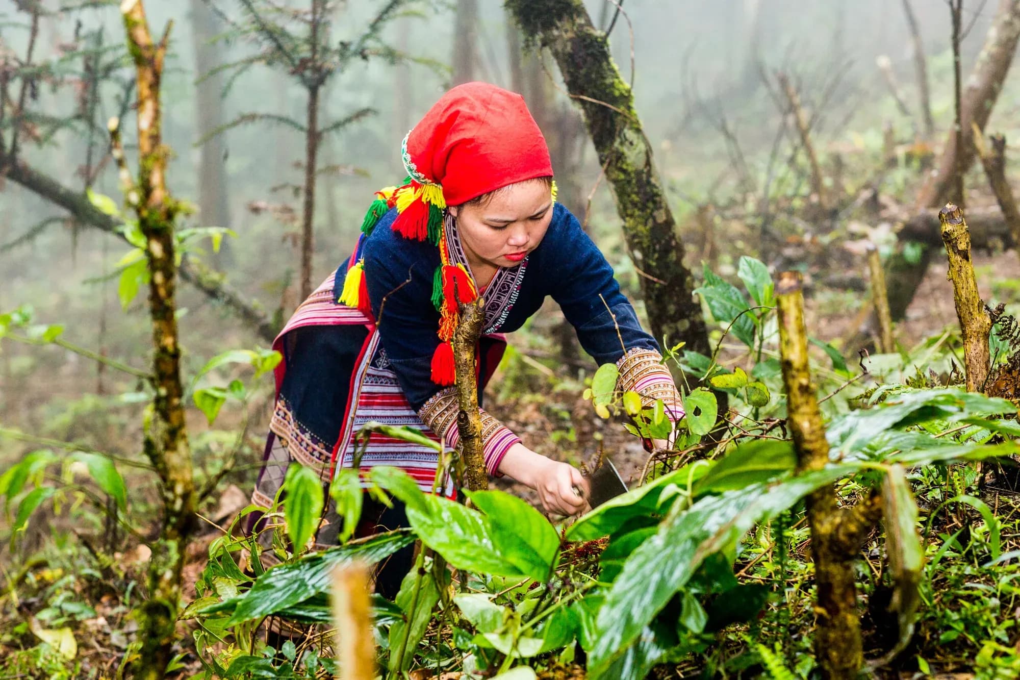 Red Dao woman harvesting herbs in Ta Phin forest.