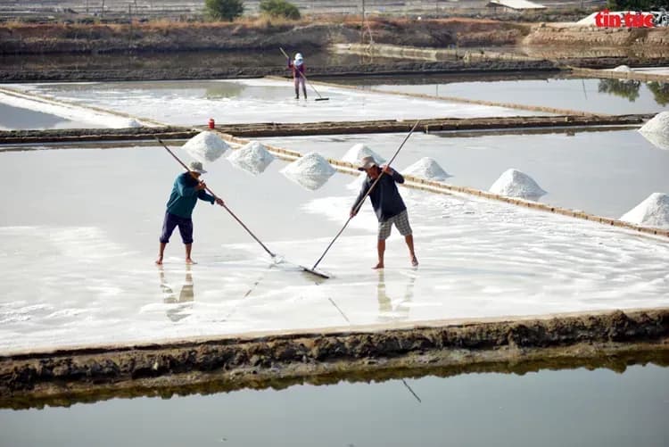 Salt farmers harvesting on the expansive fields of Ca Na.